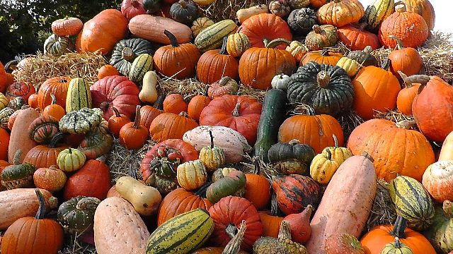 Haufen aus orangen, grünen und gestreiften Speise- und Zierkürbissen auf Stroh