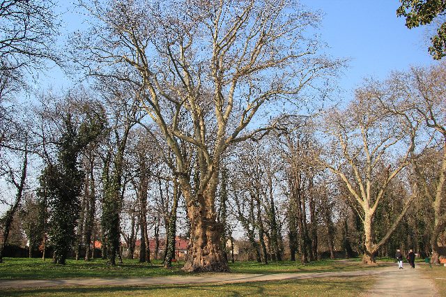 Schlosspark Pottendorf mit einer mächtigen alten Platane und kahlen Bäumen unter blauem Himmel, rechts gehen zwei Spaziergänger auf dem Weg